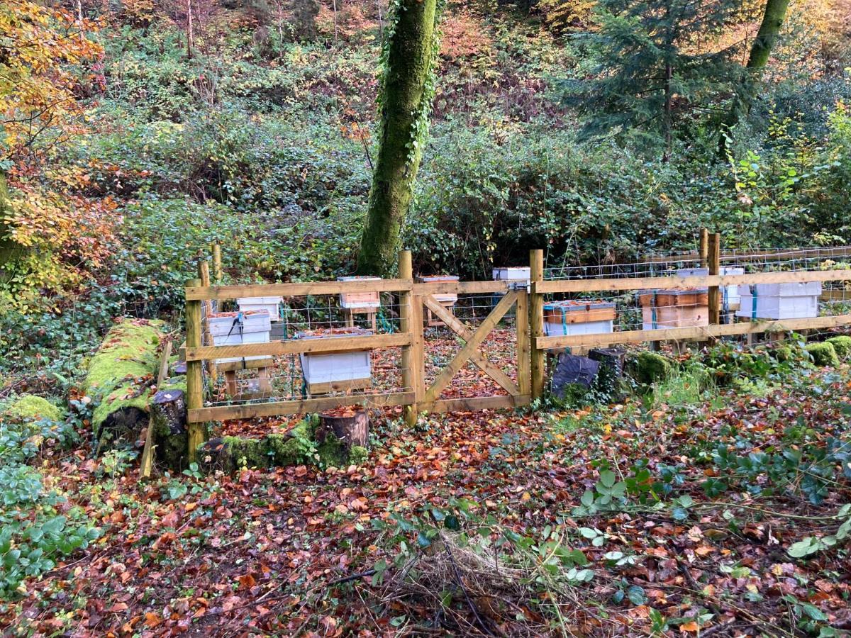 Honey Bee Cabin Llandysul Exterior photo